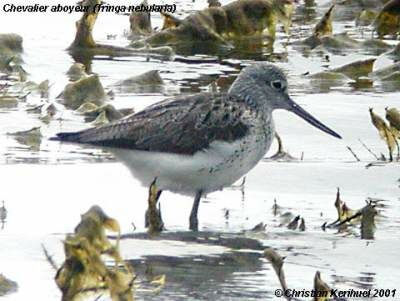 Common Greenshank