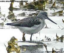 Common Greenshank