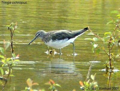 Green Sandpiper