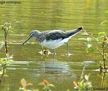 Green Sandpiper