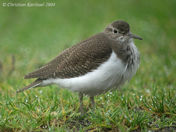 Common Sandpiper