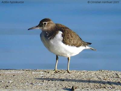 Common Sandpiper