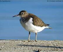 Common Sandpiper