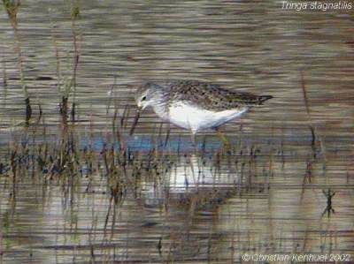 Marsh Sandpiper