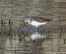 Marsh Sandpiper