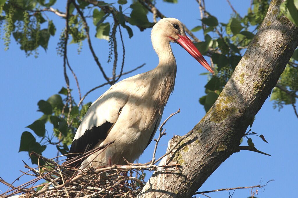 White Stork