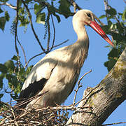 Cigogne blanche