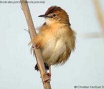 Zitting Cisticola