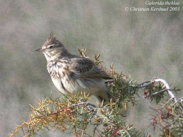 Thekla's Lark