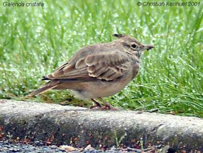 Crested Lark