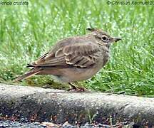 Crested Lark