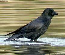 Carrion Crow