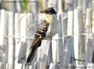 Great Spotted Cuckoo