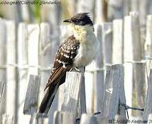 Great Spotted Cuckoo