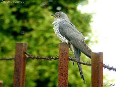 Common Cuckoo