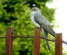 Common Cuckoo