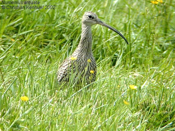 Eurasian Curlew