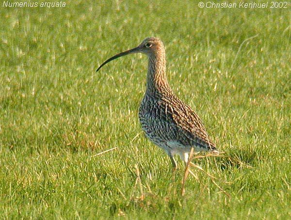 Eurasian Curlew