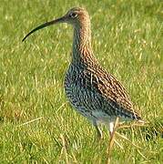 Eurasian Curlew