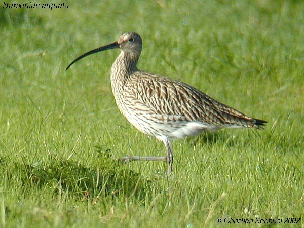 Eurasian Curlew