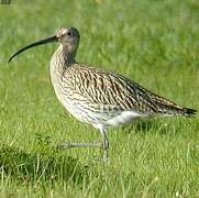 Eurasian Curlew