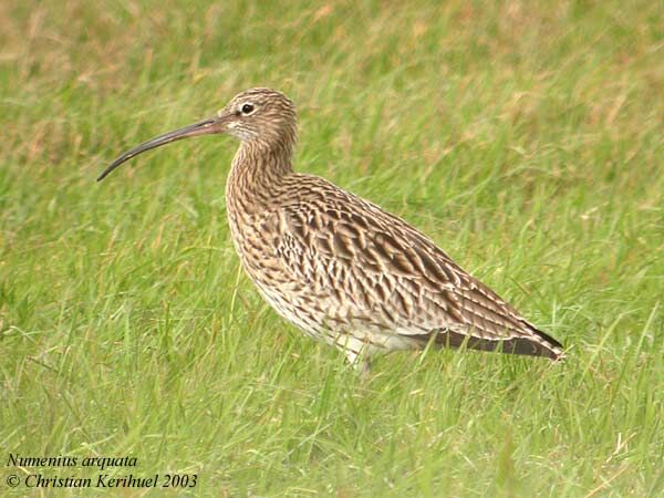 Eurasian Curlew