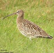 Eurasian Curlew