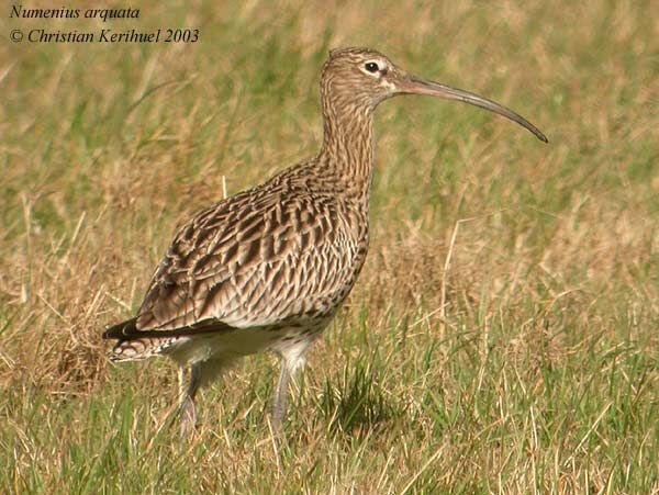 Eurasian Curlew