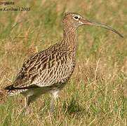 Eurasian Curlew