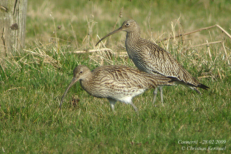 Eurasian Curlew