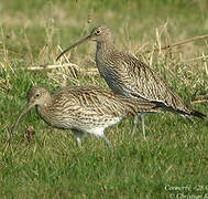 Eurasian Curlew