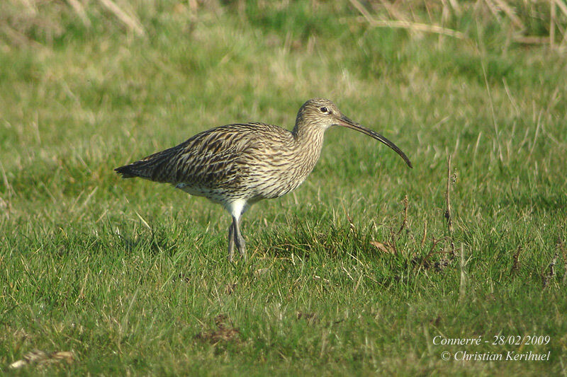 Eurasian Curlew