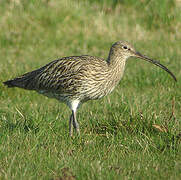 Eurasian Curlew