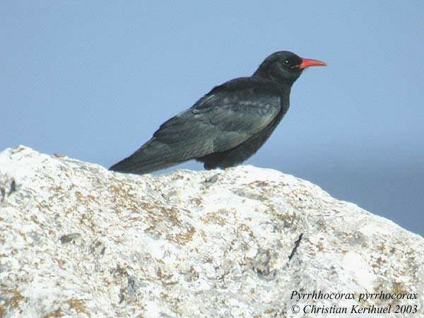 Red-billed Chough