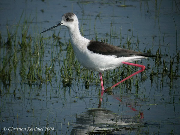 Black-winged Stilt