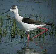 Black-winged Stilt