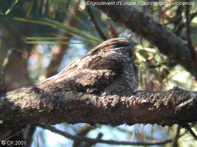 European Nightjar