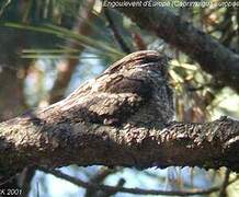 European Nightjar