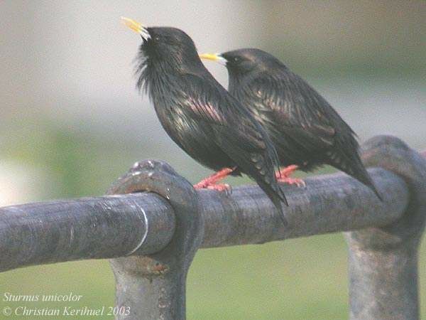 Spotless Starling