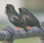 Spotless Starling