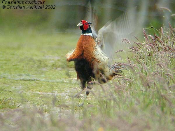 Common Pheasant