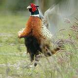Galliformes