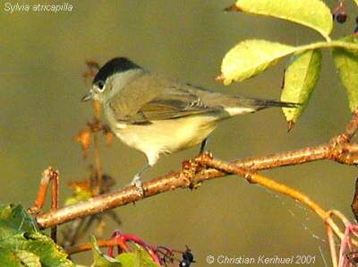 Eurasian Blackcap