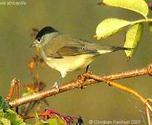 Eurasian Blackcap