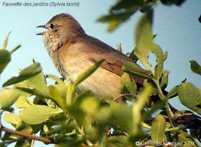 Fauvette des jardins