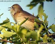 Fauvette des jardins