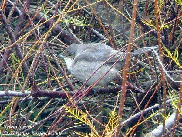 Barred Warbler