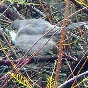 Barred Warbler