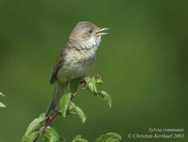 Common Whitethroat