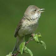 Common Whitethroat